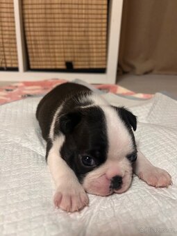 Bostonský teriér - 3