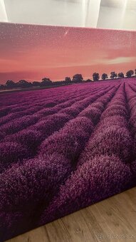 Fotoobraz - Levandulové pole - 3