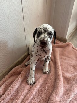 Štěně dalmatin - 3