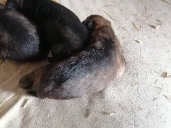 Nemecky ovčák štěňata - 3