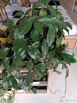 Hoya - 3