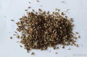 Koulenka prodloužená-Globularia bisnagarica 400 semen 50 Kč - 3