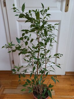 Ficus benjamina - 3