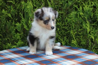 Sheltie pejsek s PP - 3