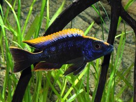 Akvarijní rybičky-Tlamovci-Malawi,Viktoriino jezero - 3