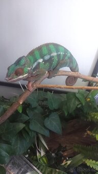 Chameleon - 3