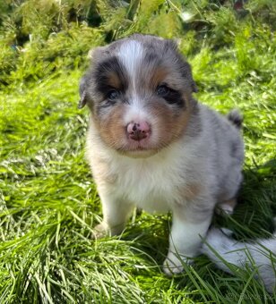 Australský ovčák s PP, blue merle a black tricolor feny - 3
