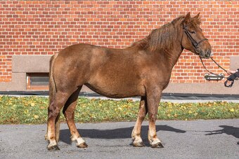 Hřebčín Františkův dvůr - 3