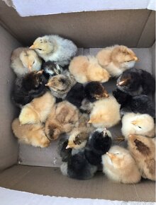 Násadové vejce mix plemen 15Kč vejce - 3