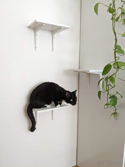 Kočka do dobrého domova - 3