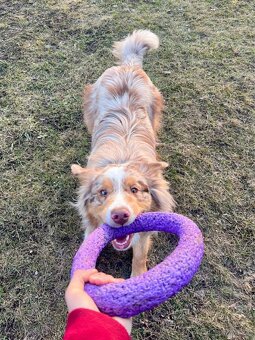 Australský ovčák bez PP - 3