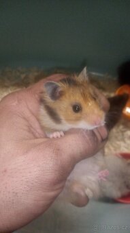 Křeček syrský/zimni - 3