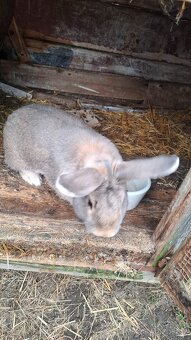 Samec 11 měsíců - 3