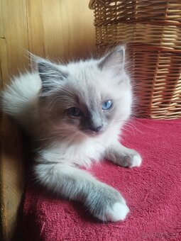 Ragdoll koťata - 3