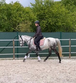 Krásná pony klisna - 7 let, 135 cm - video - 3