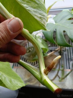 Monstera albovariegata - 3