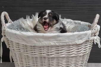 Sheltie/Šeltie - 3