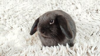 Zakrslý beránek, králíček, králík - CRISTIAN - 3