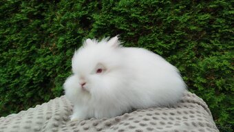 Zakrslý králík, králíček -(TEDDY)-ONDŘEJ - 3