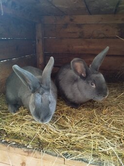 Vídeňský modrý - 3