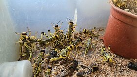 Nabízím krmný hmyz - octomilky 50kč - 3