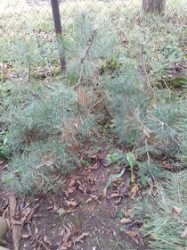 Černá borovice - 3