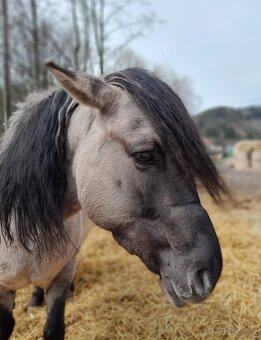 Konik Polski - 3