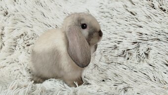 Zakrslý beránek, králíček, králík - REY - 3