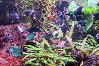 Puntius tetrazona green - Parmička Mechová - 3