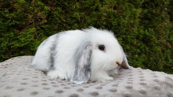 Zakrslý beránek, králíček, králík - MINDY - 3