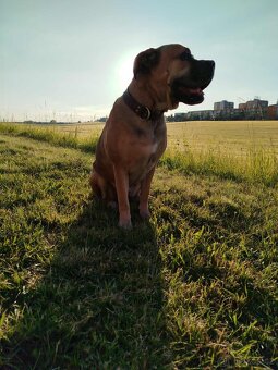 Cane Corso - 3