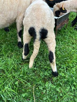 Walliserská ovce - 3