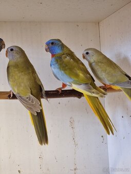 Neofema modrohlava mutace - 3