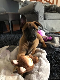 Belgický ovčák malinois - 3