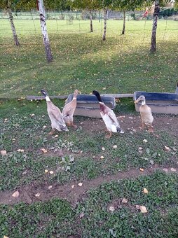 Indický běžec - 3