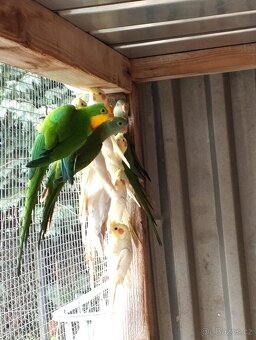 Papoušek nádherný - 3