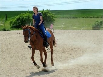 Provazova uzdecka plus martingal - 3