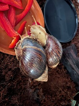 Darujeme dva africké šneky - 3