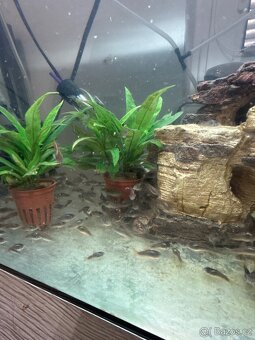 Pancéřníček zelený - 3