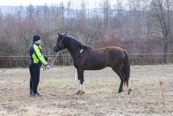 Huculský hřebec, Hucul, malý kůň, pony, tobiano - 3