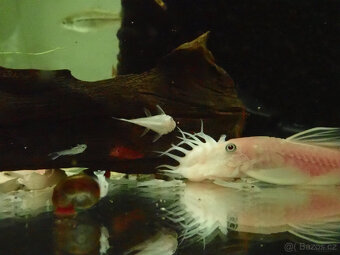 ancistrus L144 snow white - 3