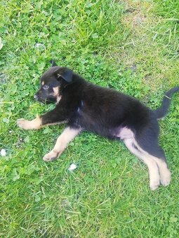 Štěně 🐕 - 3