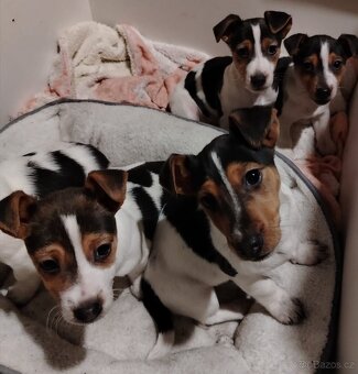 Jack Russell teriér - 3