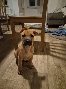 Prodam stene fenku am.staford - 3