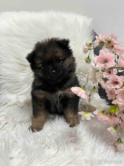 Německý špic střední - 3