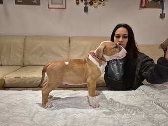 Anglicky bulterier, standard, pes z PP - 3