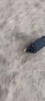 Štěňatko Nemecky ovcak bez PP - 3