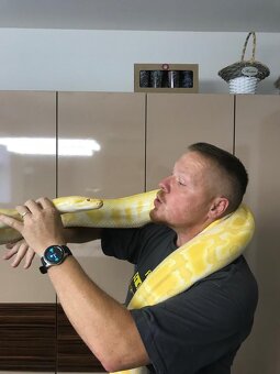 krajta tmava albin - cca 4m - 3