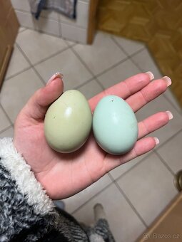 Násadová vajíčka araukana lavender - 3