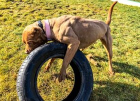 Bandog stenatka - 3